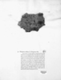 Fuscoporia contigua image